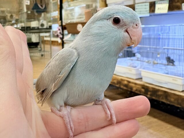 【最新画像】たっぷり優しい雰囲気❣️マメルリハ(ブルーファロー)女の子 マメルリハ