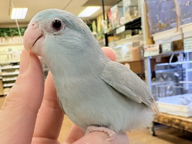 【最新画像】たっぷり優しい雰囲気❣️マメルリハ(ブルーファロー)女の子 マメルリハ