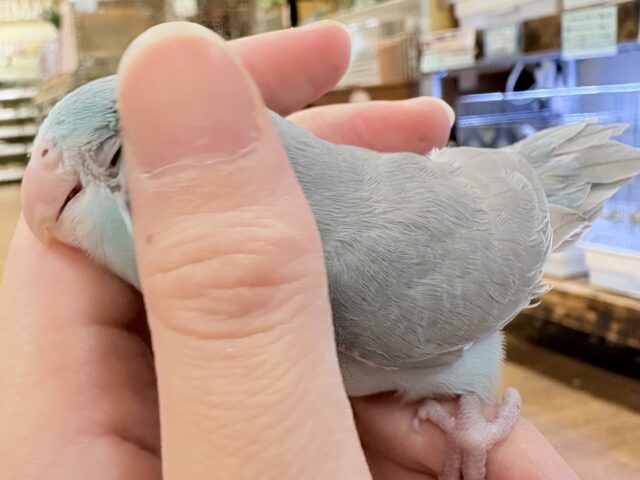 【最新画像】たっぷり優しい雰囲気❣️マメルリハ(ブルーファロー)女の子 マメルリハ