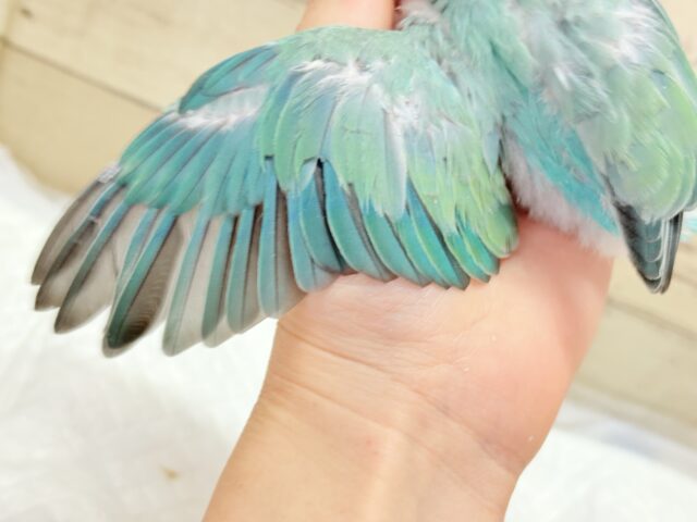 キラッと光る宝石みたいな美しさ💎.*コザクラインコ(ブルーオパーリン) ヒナ コザクラインコ(小桜インコ)