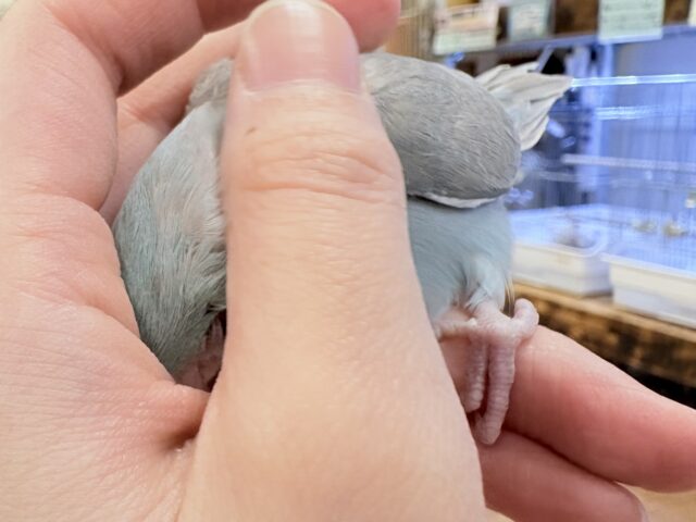 【最新画像】たっぷり優しい雰囲気❣️マメルリハ(ブルーファロー)女の子 マメルリハ