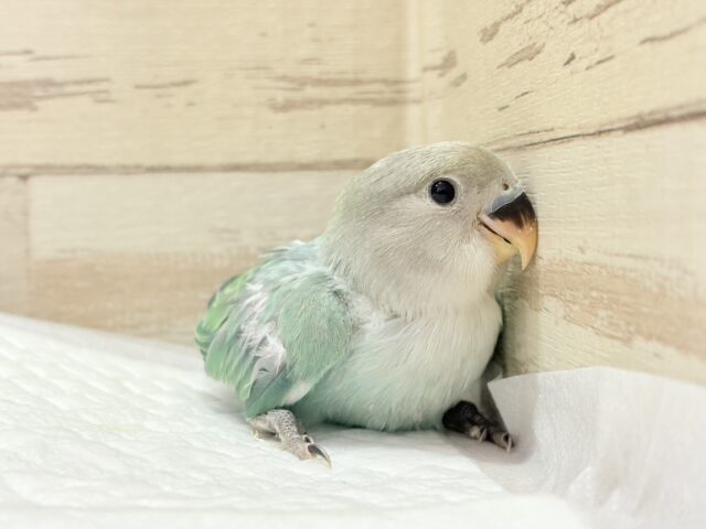 キラッと光る宝石みたいな美しさ💎.*コザクラインコ(ブルーオパーリン) ヒナ コザクラインコ(小桜インコ)