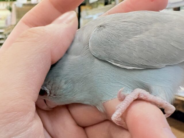 【最新画像】たっぷり優しい雰囲気❣️マメルリハ(ブルーファロー)女の子 マメルリハ