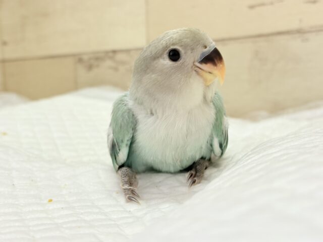 キラッと光る宝石みたいな美しさ💎.*コザクラインコ(ブルーオパーリン) ヒナ コザクラインコ(小桜インコ)