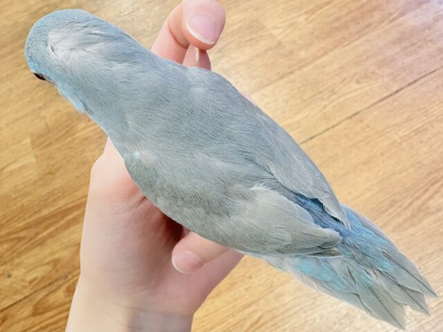 【最新画像】たっぷり優しい雰囲気❣️マメルリハ(ブルーファロー)女の子 マメルリハ