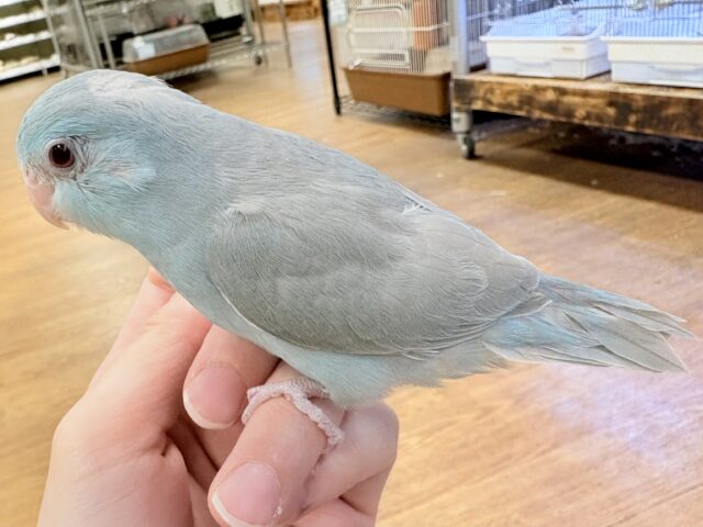 【最新画像】たっぷり優しい雰囲気❣️マメルリハ(ブルーファロー)女の子 マメルリハ