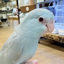 【最新画像】たっぷり優しい雰囲気❣️マメルリハ(ブルーファロー)女の子