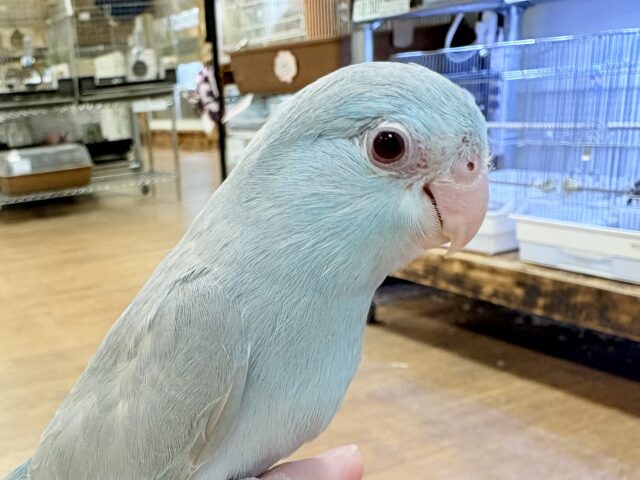 【最新画像】たっぷり優しい雰囲気❣️マメルリハ(ブルーファロー)女の子 マメルリハ