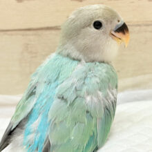 キラッと光る宝石みたいな美しさ💎.*コザクラインコ(ブルーオパーリン) ヒナ