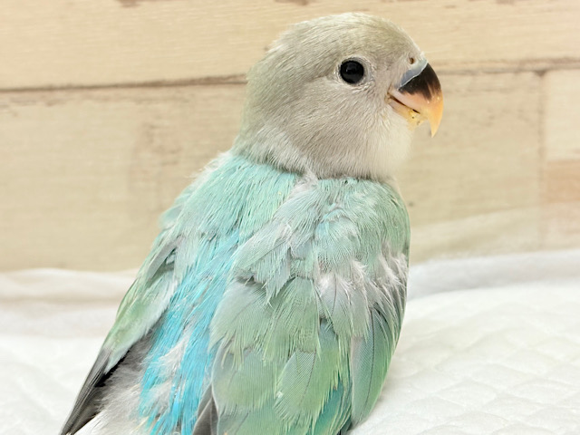 キラッと光る宝石みたいな美しさ💎.*コザクラインコ(ブルーオパーリン) ヒナ キラッと光る宝石みたいな美しさ💎.*コザクラインコ(ブルーオパーリン) ヒナ