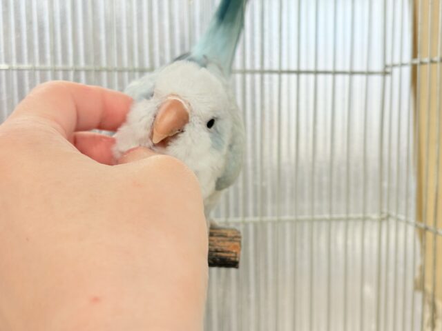 控えめだけど…甘えちゃう…♡オキナインコ(ブルーオパーリン) オキナインコ