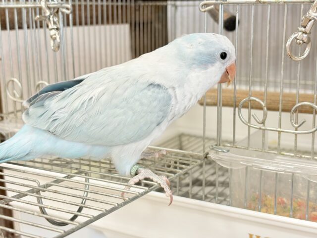 控えめだけど…甘えちゃう…♡オキナインコ(ブルーオパーリン) オキナインコ