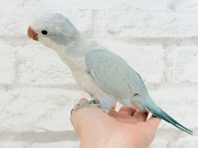 オキナインコ