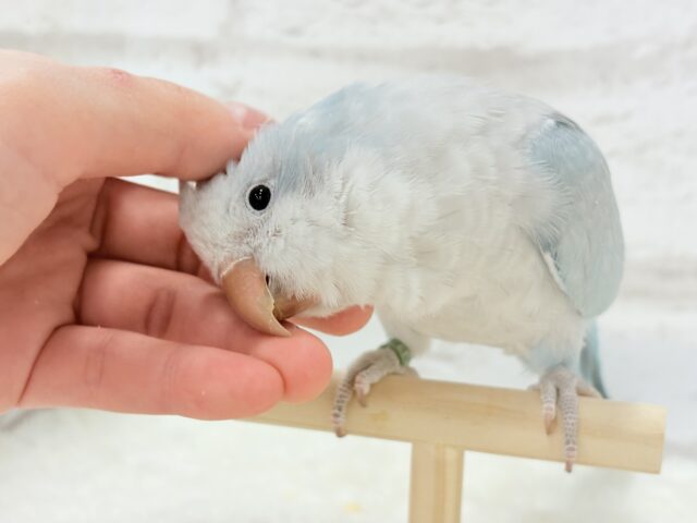オキナインコ