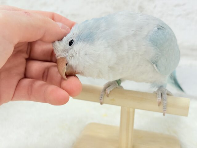控えめだけど…甘えちゃう…♡オキナインコ(ブルーオパーリン) オキナインコ