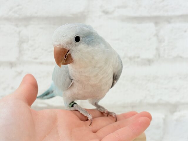 控えめだけど…甘えちゃう…♡オキナインコ(ブルーオパーリン) オキナインコ
