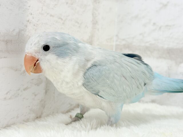 オキナインコ