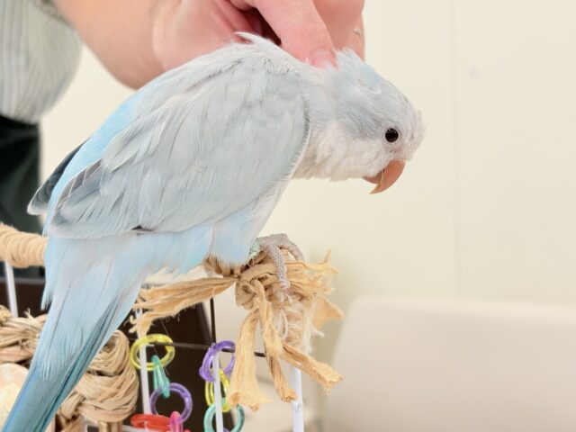 控えめだけど…甘えちゃう…♡オキナインコ(ブルーオパーリン) オキナインコ