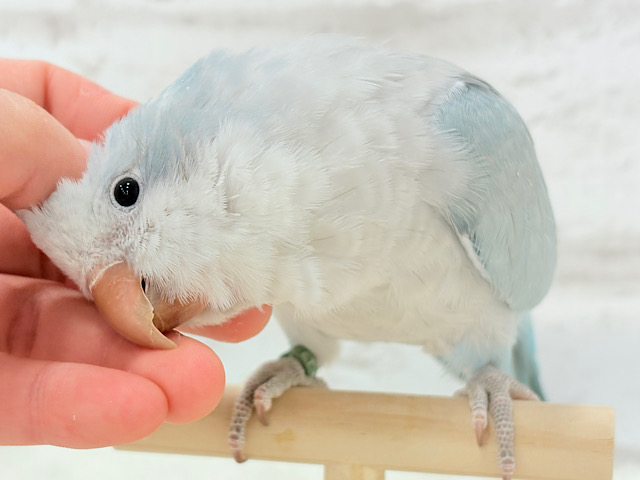 控えめだけど…甘えちゃう…♡オキナインコ(ブルーオパーリン) 控えめだけど…甘えちゃう…♡オキナインコ(ブルーオパーリン)
