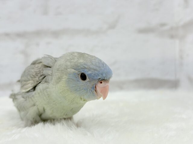 サザナミインコ