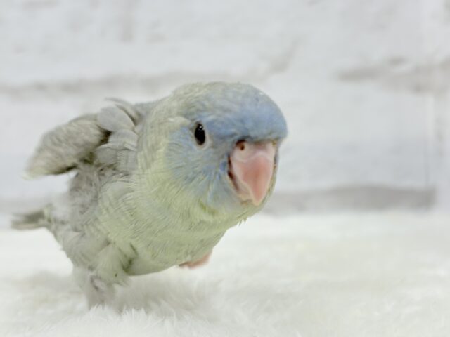 アピール上手☆サザナミインコ(ブルースパングル) ヒナ サザナミインコ