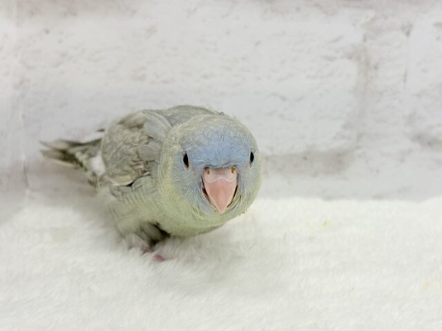 サザナミインコ