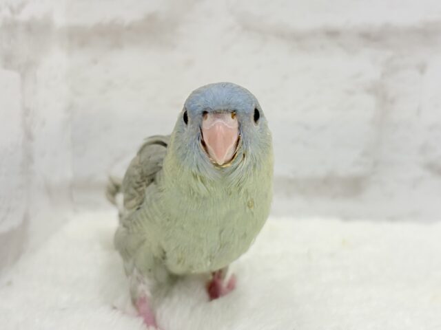 アピール上手☆サザナミインコ(ブルースパングル) ヒナ サザナミインコ