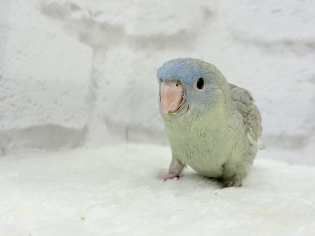 サザナミインコ