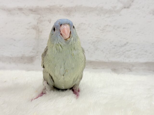 アピール上手☆サザナミインコ(ブルースパングル) ヒナ サザナミインコ