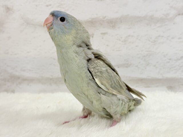 サザナミインコ