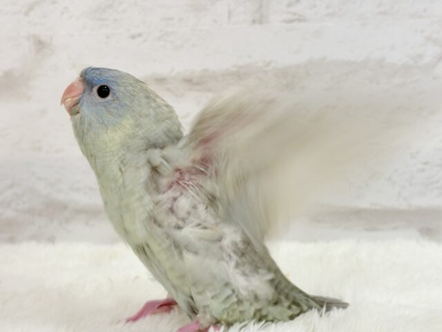 サザナミインコ