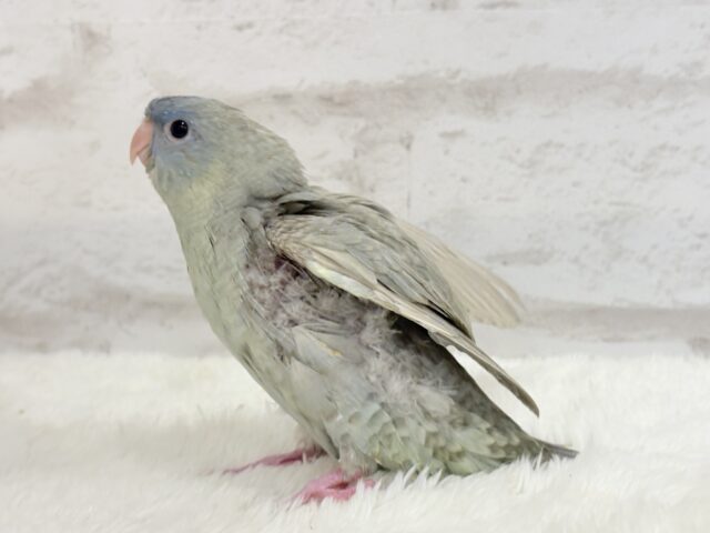 サザナミインコ