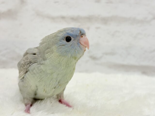 アピール上手☆サザナミインコ(ブルースパングル) ヒナ サザナミインコ
