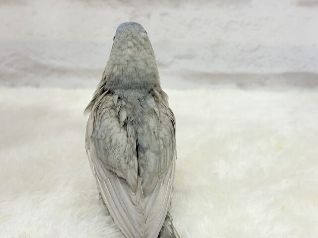 サザナミインコ