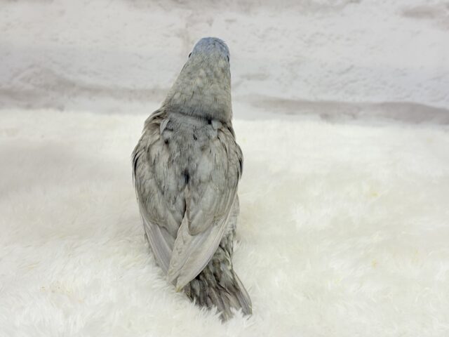 サザナミインコ