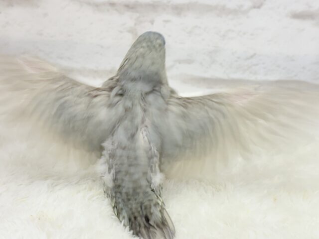 アピール上手☆サザナミインコ(ブルースパングル) ヒナ サザナミインコ