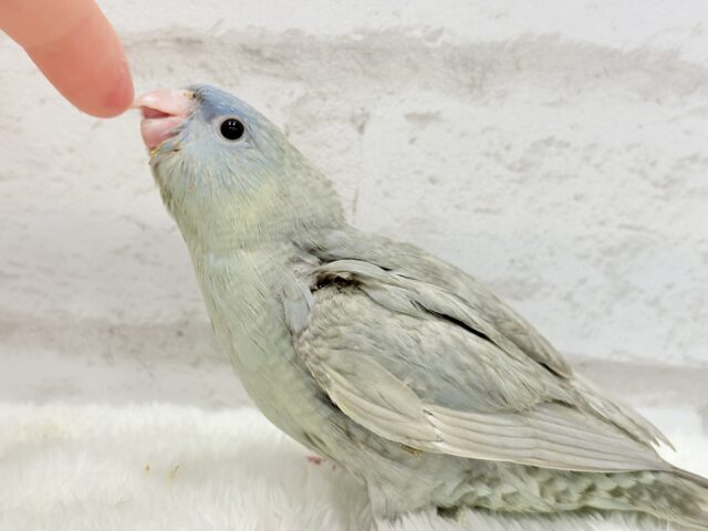 アピール上手☆サザナミインコ(ブルースパングル) ヒナ サザナミインコ
