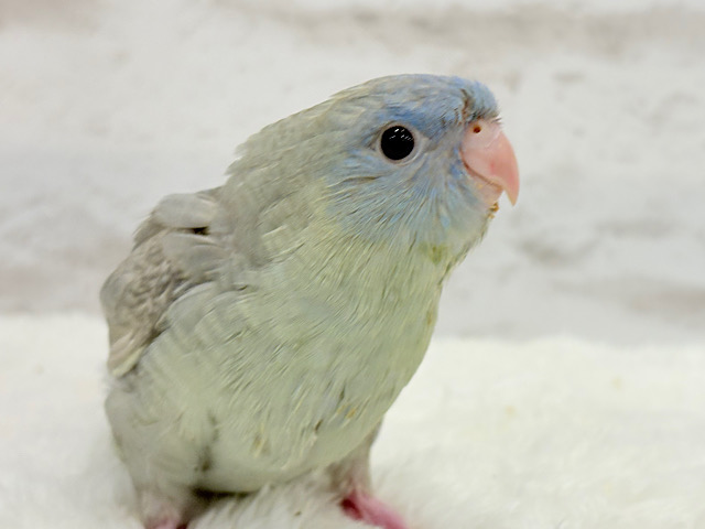 アピール上手☆サザナミインコ(ブルースパングル) ヒナ アピール上手☆サザナミインコ(ブルースパングル) ヒナ