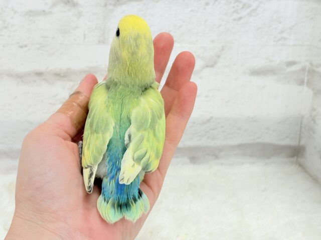 コザクラインコ（小桜インコ）