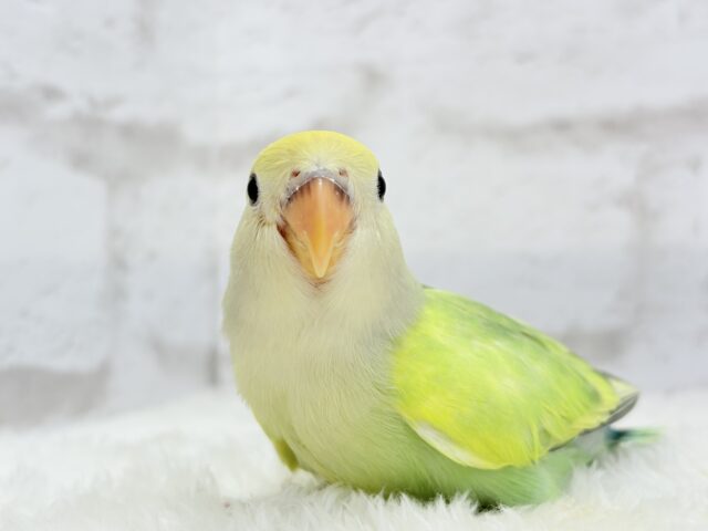 コザクラインコ（小桜インコ）