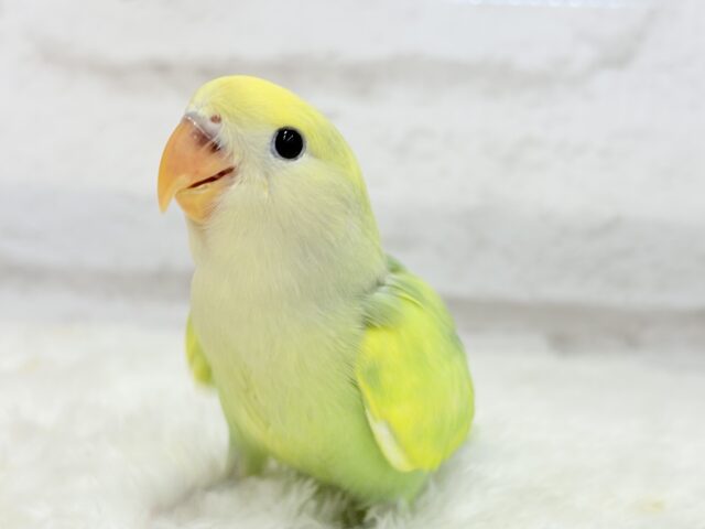コザクラインコ（小桜インコ）