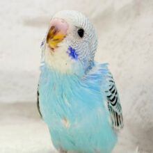 【最新画像更新🪄】可愛いが過ぎてるね？？💖セキセイインコ(オパーリン) ヒナ