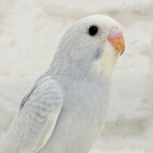 【最新画像更新🪄】レアカラー🪅淡さと透明感、爆発中〜🫧💥セキセイインコ(スパングル) ヒナ