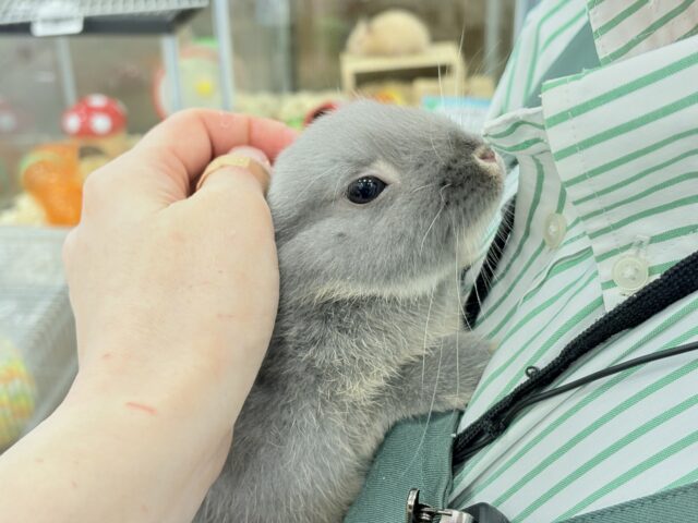 ネザーランドドワーフ