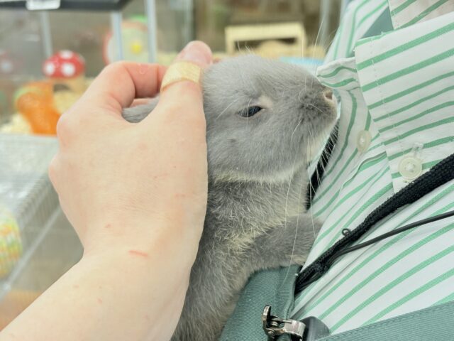 ネザーランドドワーフ