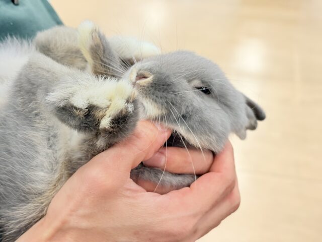 ネザーランドドワーフ