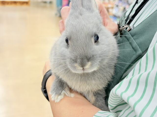 ネザーランドドワーフ