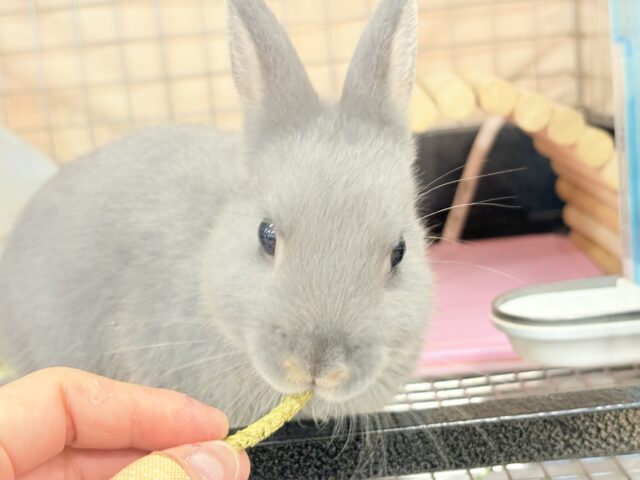 ネザーランドドワーフ