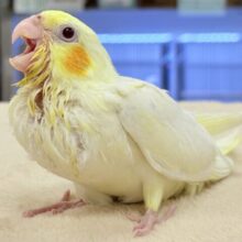 【最新画像更新】立派な冠羽に可愛いチーク🍊🧡オカメインコちゃん❣️(ルチノー)ヒナ