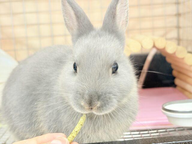 ネザーランドドワーフ